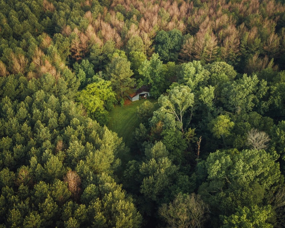 81 Acres with a Cabin in Rankin and Simpson Counties MS featured image
