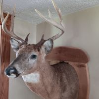 50/50 grain, forest, deer funnel