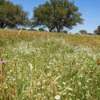 Miller CM Ranch images 5
