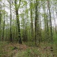 Michigan Wooded 80 Acres 50143427 images 2
