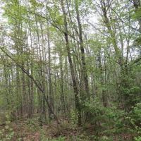 Michigan Wooded 80 Acres 50143427 images 3