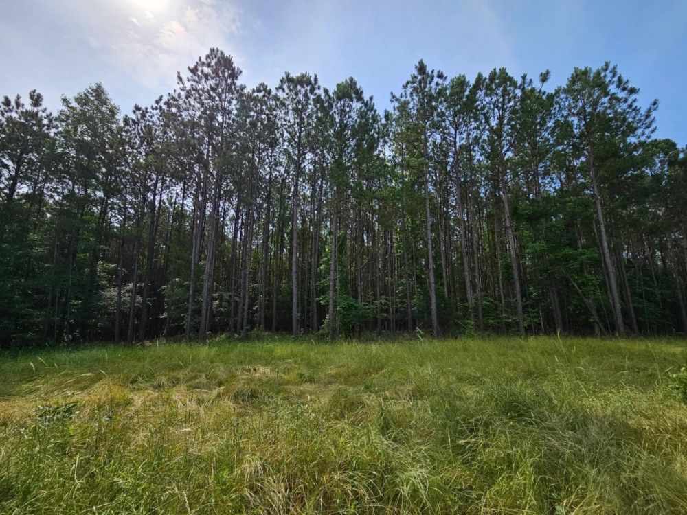 Evans Trust Tract 2 - 130 Ac. featured image