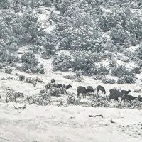39.24 Acre Gordon Ranch Parcel images 2