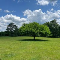 198 - acres Crenshaw Co Red Hills images 2