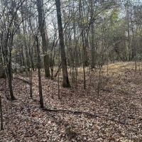 80 Acre Hunting Property for Sale in Caldwell Parish La images 2
