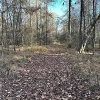 80 Acre Hunting Property for Sale in Caldwell Parish La images 3