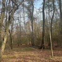 80 Acre Hunting Property for Sale in Caldwell Parish La images 4