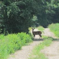 26.6 acres hunting property Cross Lake Islands - Waterfowl hunting in Cayuga, NY