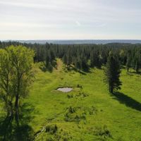 Howard Meadows