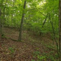 30 Acres in Meigs County TN images 2