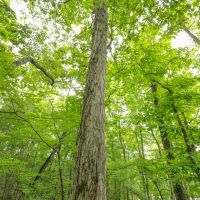 30 Acres in Meigs County TN images 3