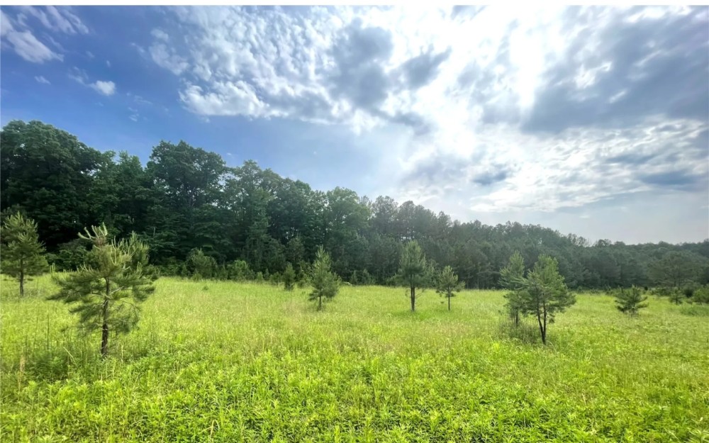 33.47 Acres in Winston County in Louisville MS featured image