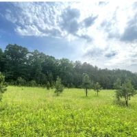 33.47 Acres in Winston County in Louisville MS