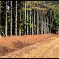 33.47 Acres in Winston County in Louisville MS images 4