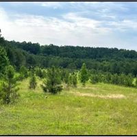 33.47 Acres in Winston County in Louisville MS images 5