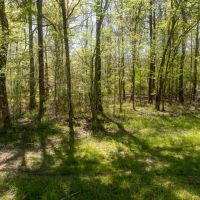 6.5 - Acres Auburn AL images 2