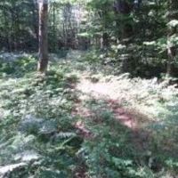 7,918 acres Little John WMA – offering Whitetail deer hunting in Oswego, NY