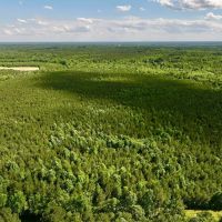 149.82 acres of Planted Timberland For Sale in Warren County NC images 4
