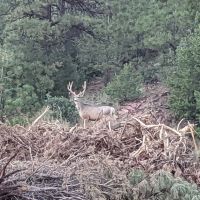 Montezuma Outlook 163 acre