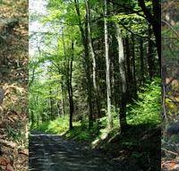 Pharsalia WMA - 4,689 acres waterfowl hunting land in central NY