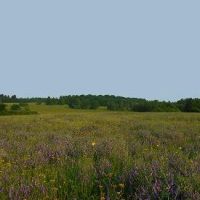 Three Mile Bay - 3966 acre WMA for Waterfowl hunting in Oswego, NY