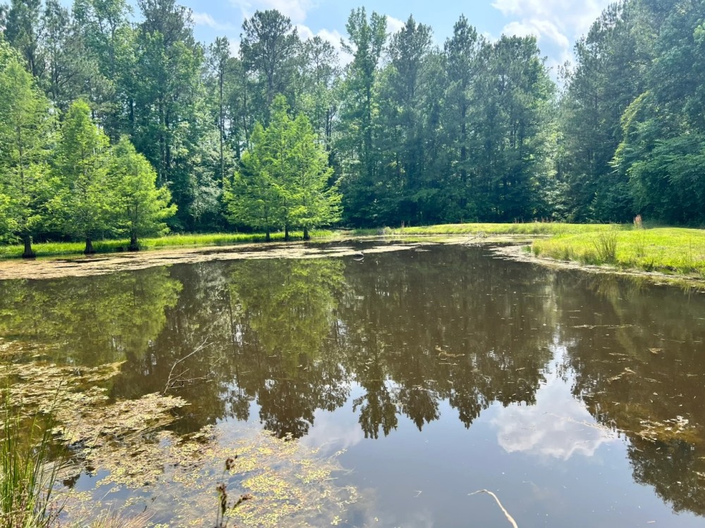 34 Acres with a Cabin in Jasper County MS featured image