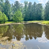 34 Acres with a Cabin in Jasper County MS