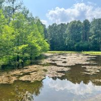 34 Acres with a Cabin in Jasper County MS images 2