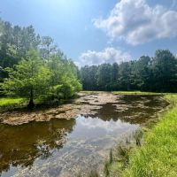 34 Acres with a Cabin in Jasper County MS images 3