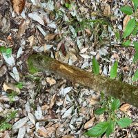 34 Acres with a Cabin in Jasper County MS images 4