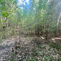 34 Acres with a Cabin in Jasper County MS images 5