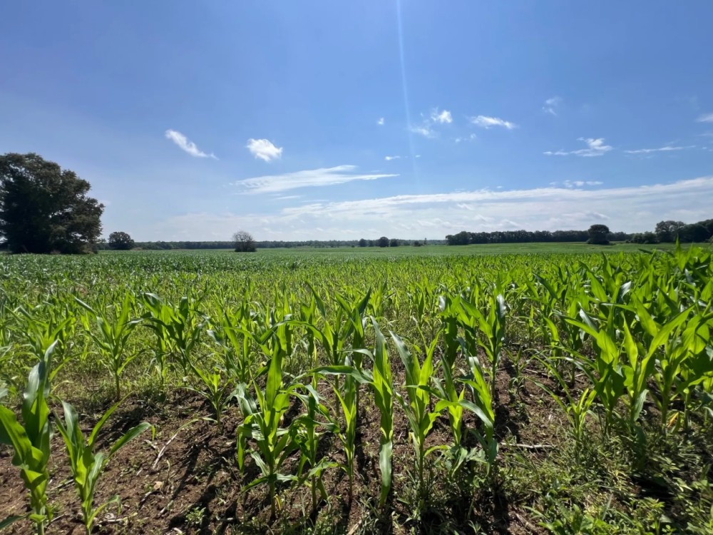 1 336 acre - Perry County Farm featured image