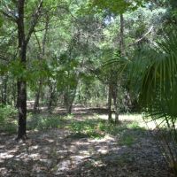 Hawthorne 40 Acres images 2
