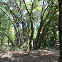 Hawthorne 40 Acres images 4