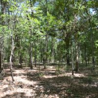 Hawthorne 40 Acres images 5