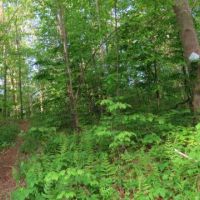 Beaver Brook - 222 acre duck hunting land in Belknap, NH images 3
