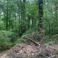 AR - Chicot 188 acres - images 5