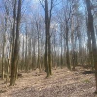25 acres Woodlands and Building Lot with a Drilled Water Well in Springwater NY Harpers Ferry Road images 3