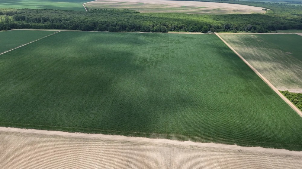 563.53 Acres in the MS Delta in Leflore County featured image