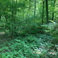 10 acre Building Lot and Recreational Land in Chenango Forks NY 190 Marshman Rd images 4