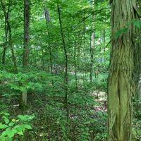 10 acre Building Lot and Recreational Land in Chenango Forks NY 190 Marshman Rd images 5