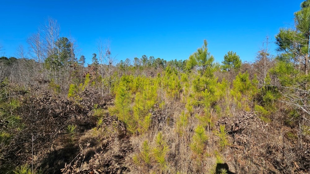 49 Acres in Winston County MS featured image