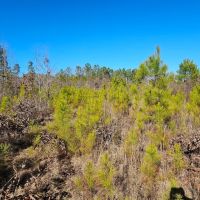 49 Acres in Winston County MS