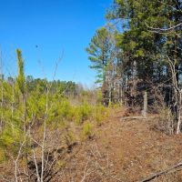 49 Acres in Winston County MS images 2
