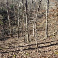 49 Acres in Winston County MS images 3