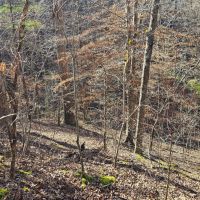 49 Acres in Winston County MS images 4