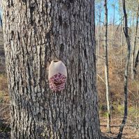 49 Acres in Winston County MS images 5