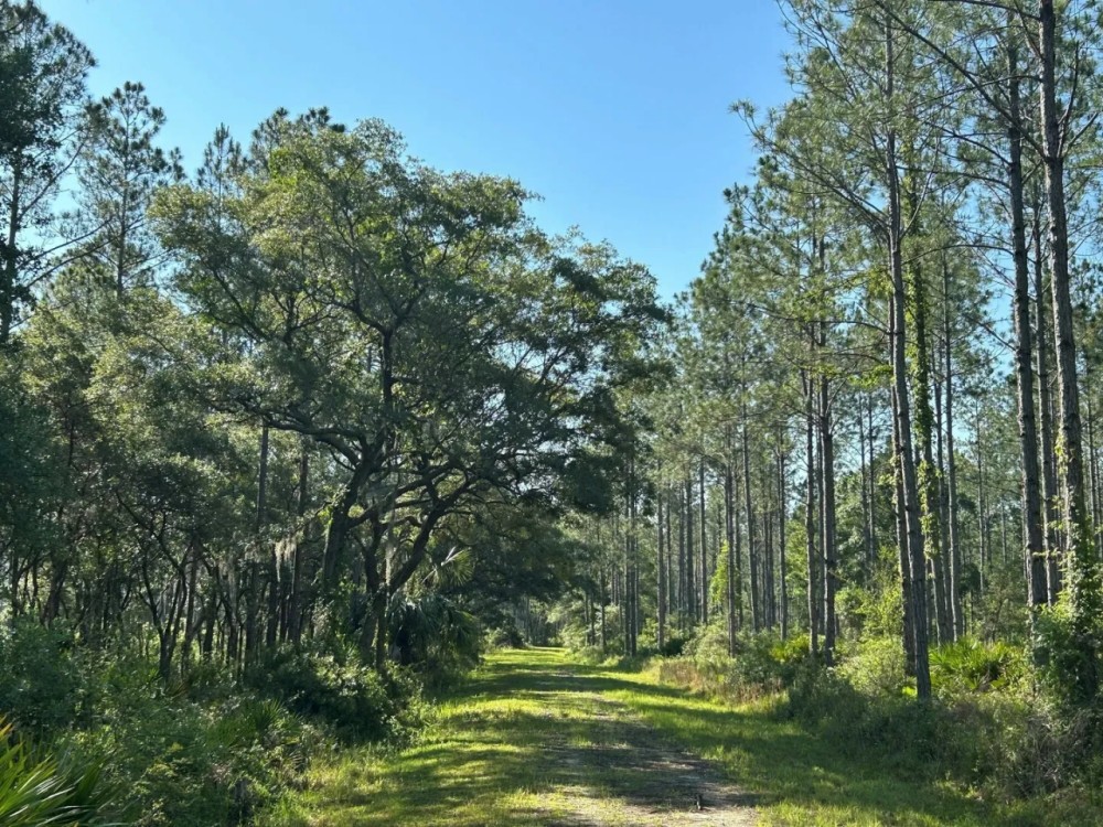 Rocky Hammock Pines featured image