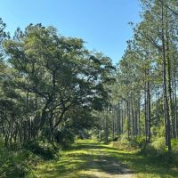 Rocky Hammock Pines