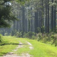 Rocky Hammock Pines images 5